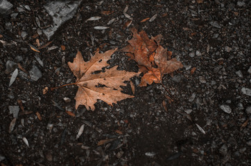 autumn leaves on the ground