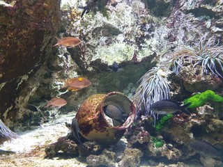  enter the world of fish and corals