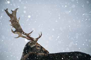 Beautiful white-tailed deer in winter. Christmas concept.