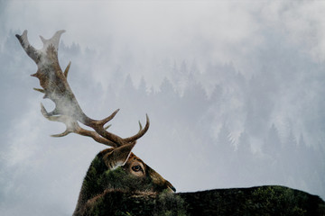 Beautiful white-tailed deer in winter. Christmas concept.