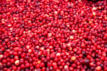 Ripe cranberries for background. Red cranberries. Fresh organic fruits background. Cranberries pattern