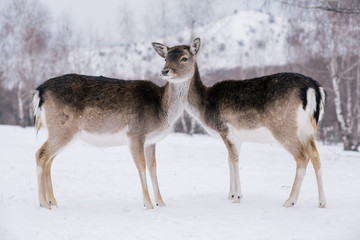 Beautiful white-tailed deer in winter. Christmas concept.
