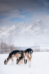 Beautiful white-tailed deer in winter. Christmas concept.
