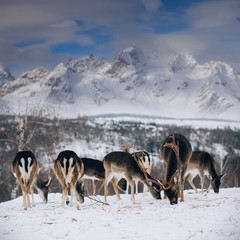 Beautiful white-tailed deer in winter. Christmas concept.