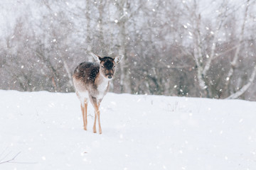 Beautiful white-tailed deer in winter. Christmas concept.