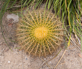 Prickly Yellow Round Cactus