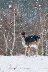 Beautiful white-tailed deer in winter. Christmas concept.