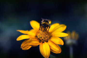 Bumblebee gathering nectar from a yellow flower.