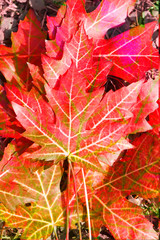 rot verfärbtes Ahornblatt abstrakt ,  liegend, Deutschland