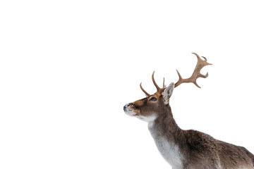 Beautiful white-tailed deer in winter. Christmas concept.