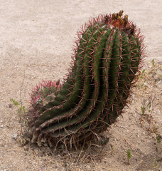 Naklejka premium Twisted Cactus