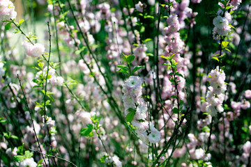branch with little pink flowers.