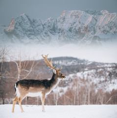 Beautiful white-tailed deer in winter. Christmas concept.
