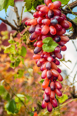  A bunch of grapes handing on a branch. The color is red. Blurred background. Daylight.