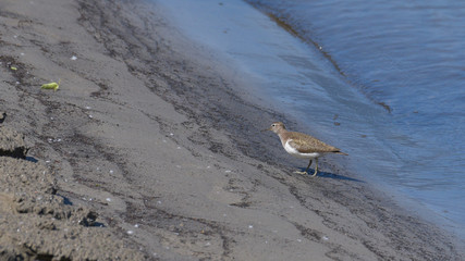 Limicolo piro piro piccolo passeggia sulla spiaggia in riva al fiume