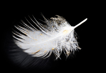 White feather on a black background.