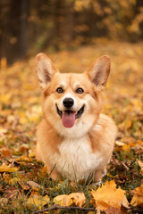 Naklejka na ściany i meble Cutest red-haired corgi walking in the autumn park among the fallen golden leaves