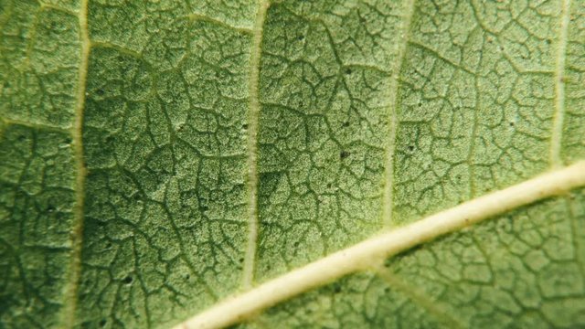 Leaf of the plant. The complex structure of tortuous veins. Macro of leaf structure. Nature background or wallpaper. neam leaf vines details