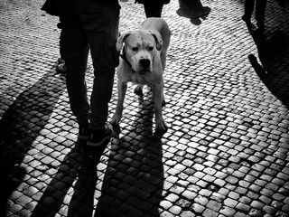 Dog walking among the streets of Rome 1