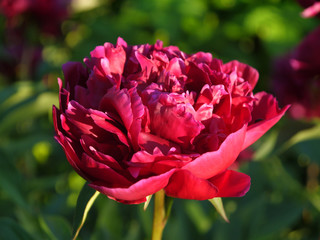Blooming dark pink peony on a green background. A growing blooming flower.