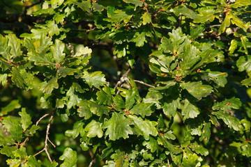 Eichenblätter und Eicheln an einem Baum