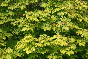 Fototapeta na wymiar Kastanienblätter im Herbst an einem Baum