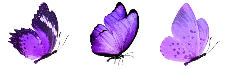 tropical butterflies isolated on white.