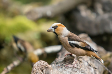 A male hawfinch perched on a log.