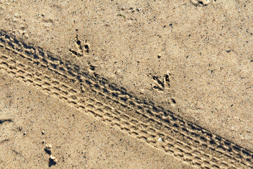 Bicycle and bird tracks on a wet sand in fall