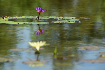 Vivid colour of waterlily blooms in a water garden.