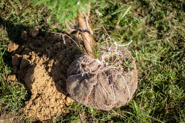 Planting a tree in the ground. Pine sapling is planted in autumn. Coniferous trees are grown specifically for use in landscaping. Excavated soil for the plant.