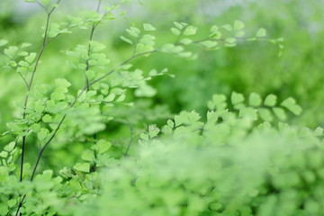 el follaje del jardín, fondo desenfocado, verde, frescor, soft focus, bokeh, follaje, verde, naturaleza, césped, primavera, huerta, con textura, 