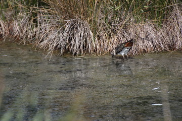 vanneau huppe sauvage
