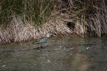 vanneau huppe sauvage