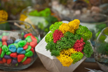 Texture of decorative moss. Natural moss of different colors for interior design. Multicolored moss samples in pots and vases. Flowerpots and plants on exhibition.