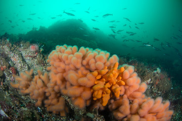 Underwater Landscape at Saltstraumen, Norway