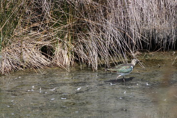 vanneau huppe sauvage