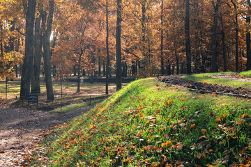 autumn landscape trees in the park