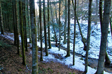 Forest in winter
