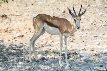 Springbok at Etosha national park, Africa.