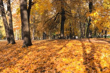 autumn leaves and trees in the park