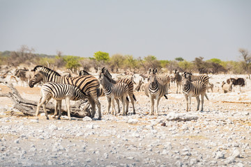 Fototapeta na wymiar Zebras at Namibia National park, Africa.