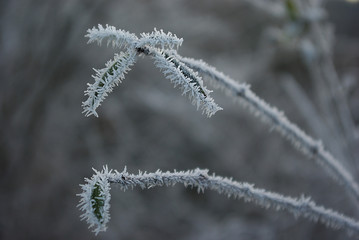 Winter, frost and snow. Early morning frost plant in the cold season.