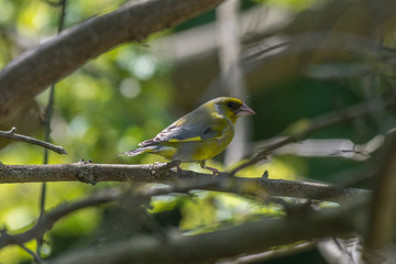 Green Finch