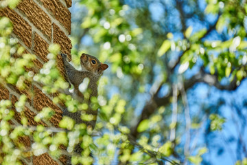 Squirrel on bricks