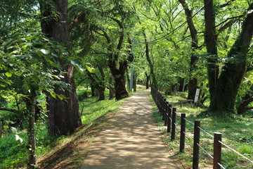 公園　桜並木