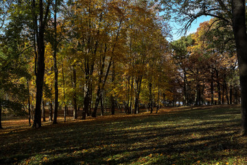 autumn landscape trees in the park