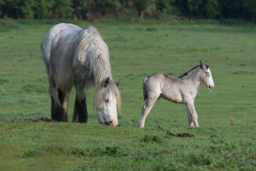 Horse and foal