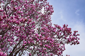 Purple magnolia, spring flower season