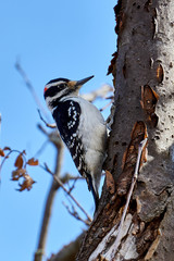 Woodpecker